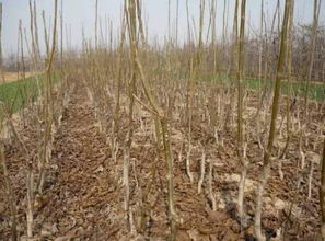 苗木,注意事項,購買