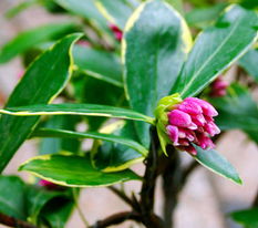 金邊瑞香的養(yǎng)殖方法和注意事項(xiàng),金邊瑞香夏天的養(yǎng)殖方法和注意事項(xiàng),金邊瑞香的繁殖和注意事項(xiàng)