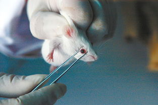 小鼠眼部取血注意事項(xiàng)