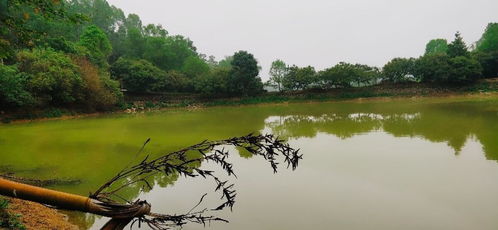 魚塘,注意事項(xiàng),換水