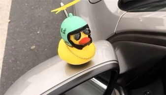 小黃,注意事項,法律