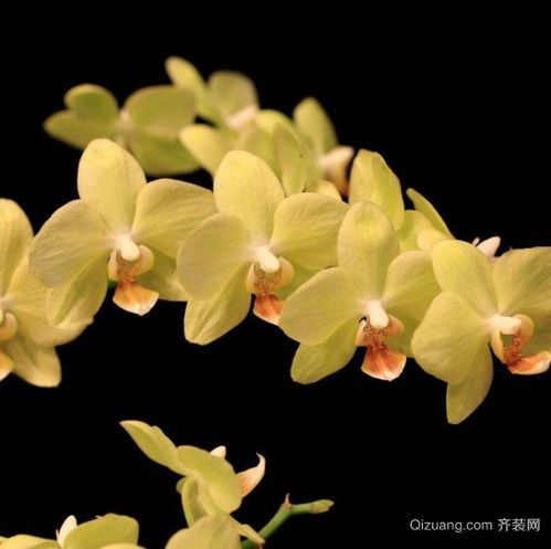 麒麟,養(yǎng)殖,注意事項(xiàng),方法