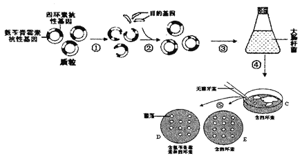 細(xì)菌轉(zhuǎn)化實(shí)驗(yàn)注意事項(xiàng),重組質(zhì)粒的提取注意事項(xiàng),重組質(zhì)粒的構(gòu)建注意事項(xiàng)