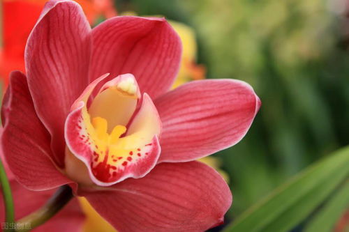 開花,注意事項,蕙蘭