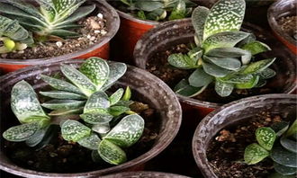 養(yǎng)殖,注意事項,方法