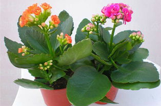 長壽花養(yǎng)殖五大技巧與注意事項