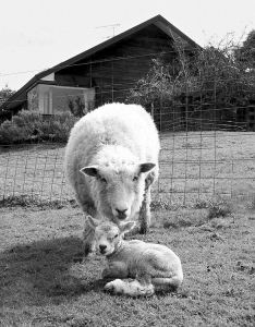 拉氧頭孢注意事項,給羊接生注意事項,羊注射疫苗的注意事項