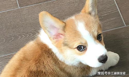 柯基養(yǎng)殖注意事項