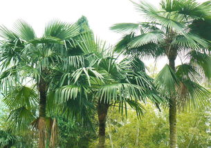 棕櫚樹(shù)修剪注意事項(xiàng)