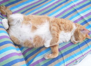 初次母貓懷孕注意事項,母貓懷孕生產(chǎn)注意事項,母貓懷孕前期注意事項