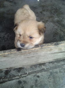 一個月大的小狗注意事項