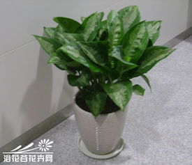 雅麗皇后的養(yǎng)殖方法和注意事項(xiàng),如意皇后的養(yǎng)殖方法和注意事項(xiàng),如意皇后養(yǎng)殖方法和注意事項(xiàng)有毒嗎