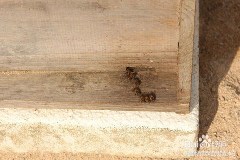 蜜蜂轉(zhuǎn)場(chǎng)注意事項(xiàng)中蜂,蜜蜂轉(zhuǎn)移注意事項(xiàng),被蜜蜂蟄了注意事項(xiàng)