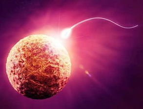 受精卵,注意事項(xiàng)