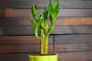 養(yǎng)殖,注意事項,幸運(yùn),方法