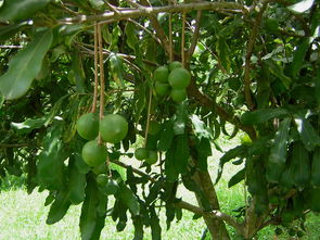 樹苗,堅(jiān)果,長途,注意事項(xiàng)