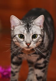 貓咪產(chǎn)崽注意事項,貓咪陪產(chǎn)注意事項,貓咪洗澡注意事項