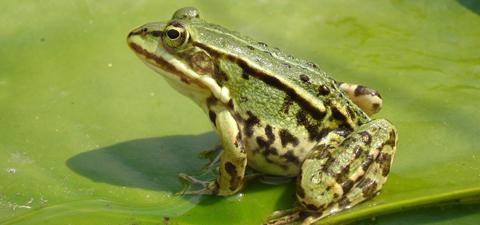 青蛙,注意事項(xiàng)