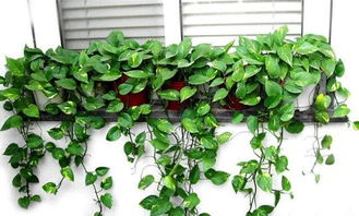 剛移栽的綠蘿注意事項(xiàng)