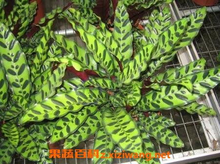 竹芋,花葉,養(yǎng)殖,注意事項