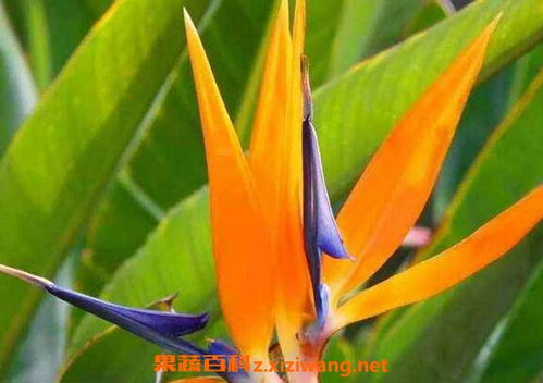 鶴望蘭移栽注意事項(xiàng),鶴望蘭水培注意事項(xiàng),鶴望蘭的養(yǎng)殖方法和注意事項(xiàng)