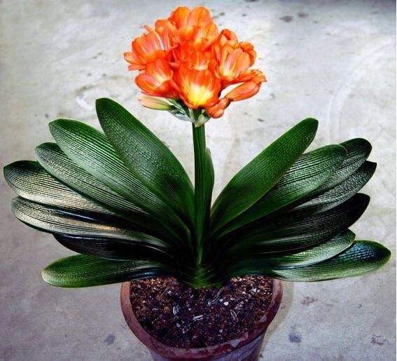 君子蘭栽培方法和注意事項(xiàng),君子蘭移栽注意事項(xiàng),君子蘭的養(yǎng)殖方法和注意事項(xiàng)