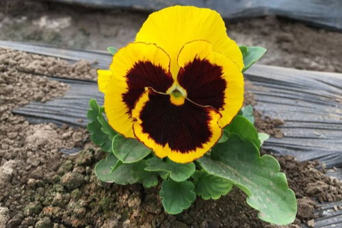 三色堇的種植方法和注意事項(xiàng),三色堇的養(yǎng)殖方法和注意事項(xiàng),三色堇種子的種植方法和注意事項(xiàng)