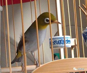 繡眼睫線注意事項