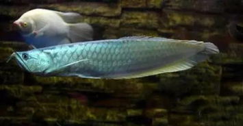 夏天養(yǎng)魚注意事項