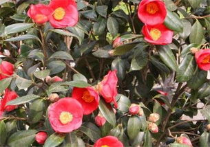 耐冬花的越冬注意事項