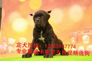 卡斯羅犬飼養(yǎng)注意事項,卡斯羅喂養(yǎng)注意事項,卡斯羅下崽后注意事項