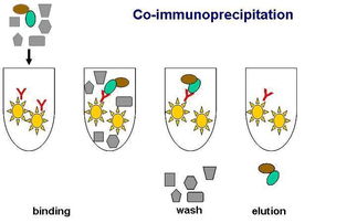 ip免疫共沉淀注意事項