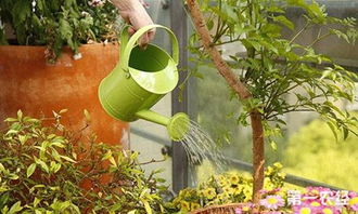 澆水,花卉,注意事項(xiàng)