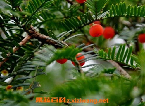 紅豆杉移植注意事項(xiàng)