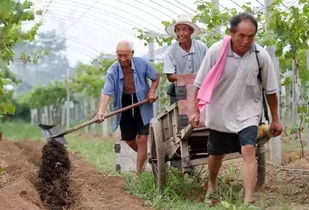 撒施,肥料,注意事項(xiàng)