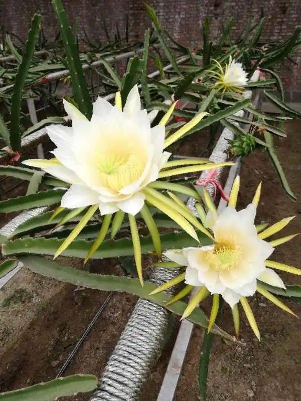 開花,注意事項,火龍果