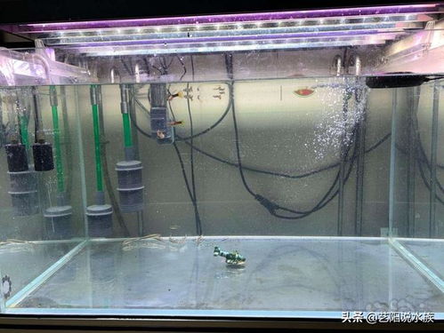 養(yǎng)魚,注意事項