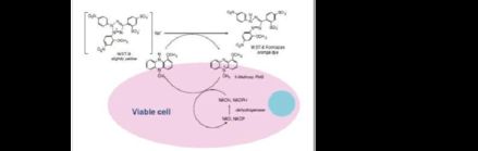 顯微,測量,注意事項,細(xì)胞