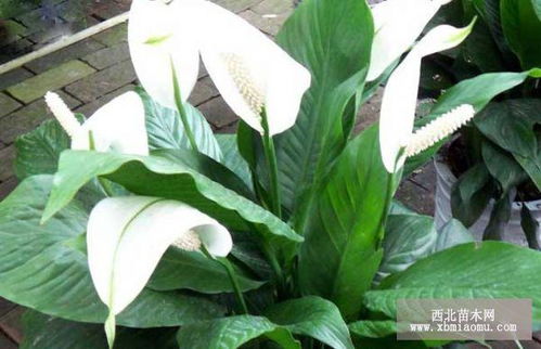 養(yǎng)殖,注意事項(xiàng),方法,紅一帆風(fēng)順