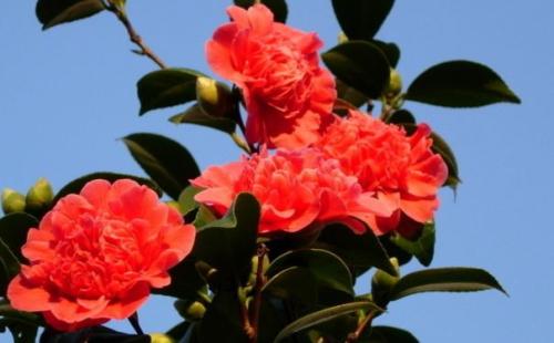 富貴子開花后注意事項(xiàng)