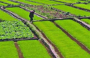 荒地,注意事項(xiàng),轉(zhuǎn)讓,農(nóng)村