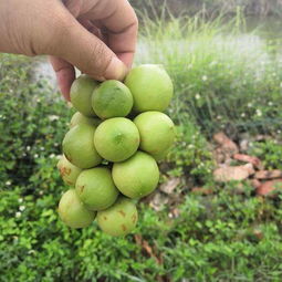 長途運(yùn)輸堅(jiān)果樹苗注意事項(xiàng)