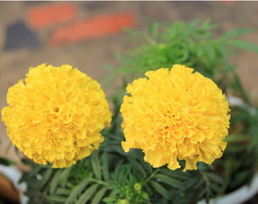 盆栽的菊花怎么養(yǎng)殖方法和注意事項(xiàng)