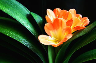 君子蘭,栽培,注意事項(xiàng)