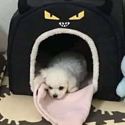 小狗細(xì)小和冠狀同時感染,小狗得了細(xì)小和冠狀能好嗎,兩個月的小狗細(xì)小和冠狀能治好嗎