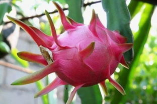 盆栽,注意事項(xiàng),火龍果