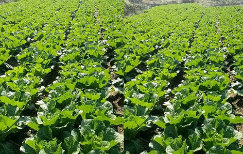 施用石灰肥料注意事項(xiàng),肥料的注意事項(xiàng),硫酸銅撒施注意事項(xiàng)