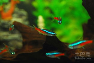 霓虹燈,注意事項(xiàng)