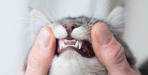 五個月貓換牙注意事項,小奶貓換牙注意事項,幼貓換牙期注意事項