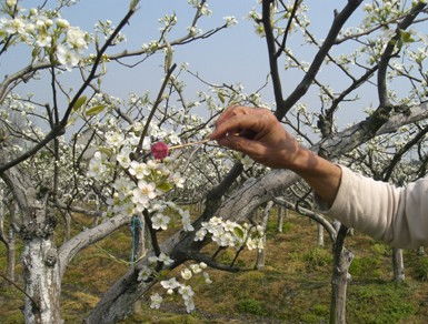 授粉,雜交,注意事項(xiàng)